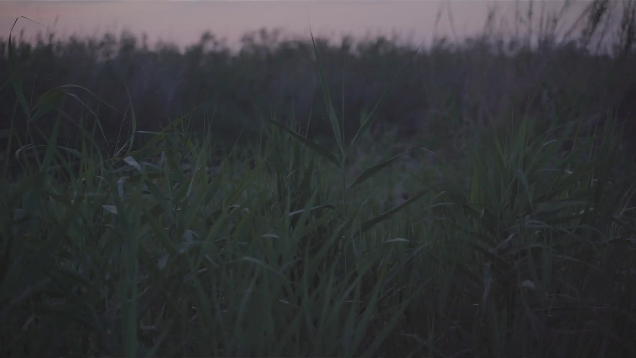 Reeds in a field under a pink evening sky — L’Aigua Recorda